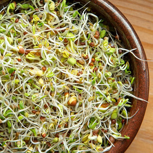 Spring Salad Mix Sprouting Seeds - 4 oz