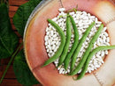 Blue Lake 247 Bush Snap Beans